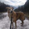 Bigola - Femmina - 7 anni (nata a Dicembre 2017) - Meticcio - Taglia: Grande - Carattere: dolce, equilibrata, socievole - Affinità: Persone, Cani (no gatti) Foto 9